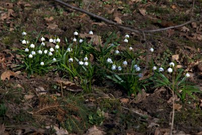 Leucojum vernum - bledule jarní (119) - lokalita U pěti dubů